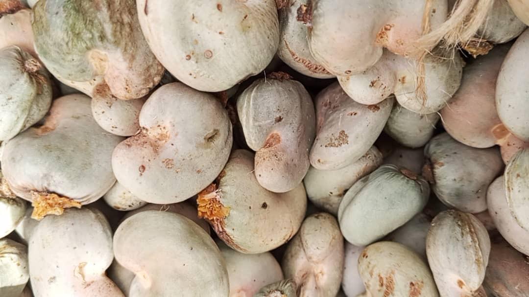 Raw cashew supply